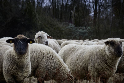 Sheep standing in a farm