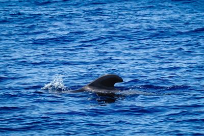 A pilot whale playing with water