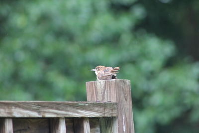 Bird on wooden post