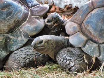 Close-up of turtle in grass