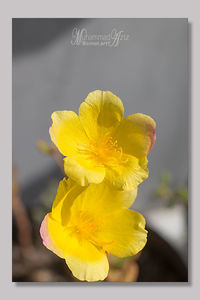 Close-up of yellow flower against blurred background