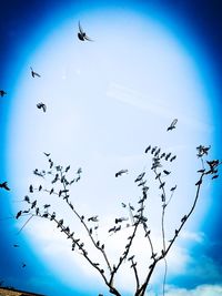 Low angle view of birds flying in sky