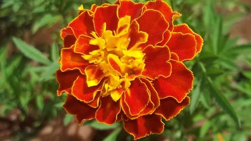 Close-up of marigold blooming outdoors