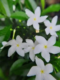 Close-up of white flowering plant