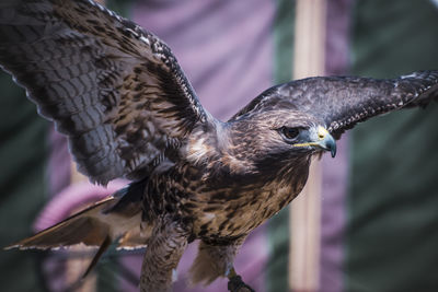 Close-up of owl perching outdoors