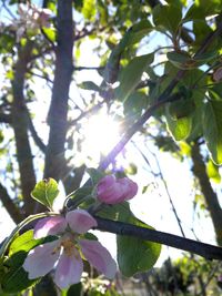 Low angle view of flowers on tree