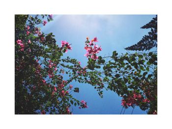 Low angle view of flower tree against sky