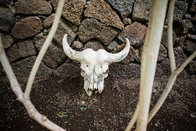 High angle view of animal skull