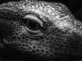 Close-up of a lizard