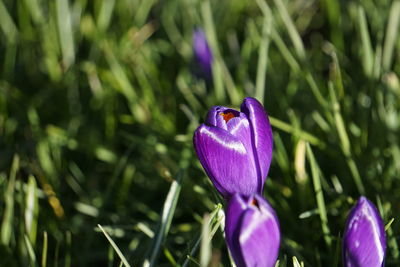 Close-up of purple crocus flowers on field