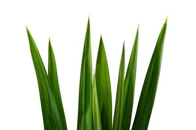 Close-up of fresh green plant against white background