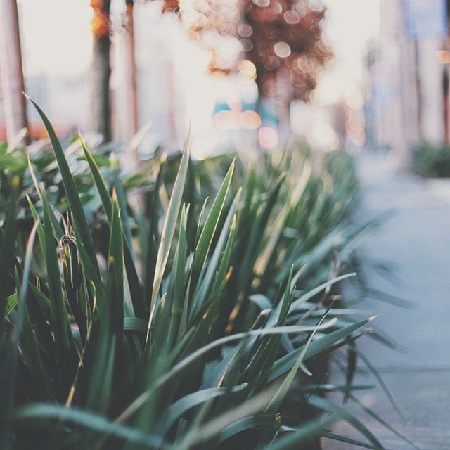 plant, focus on foreground, growth, selective focus, leaf, green color, close-up, growing, nature, day, potted plant, outdoors, no people, front or back yard, sunlight, green, surface level, grass, freshness, built structure