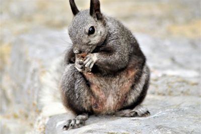 Close-up of squirrel eating food