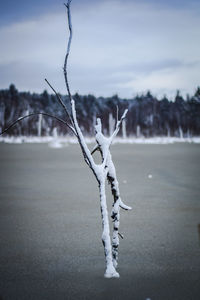 Close-up of frozen plant on land