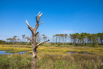 Bare tree on field against clear blue sky