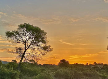 Silhouette tree on field against sky at sunset