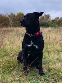 Black dog sitting on field against sky