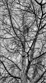 Low angle view of bare tree in forest