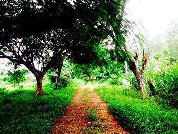 Narrow pathway along trees