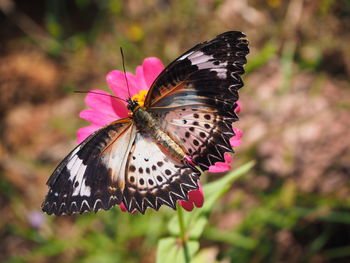 Close-up of butterfly pollinating on flower