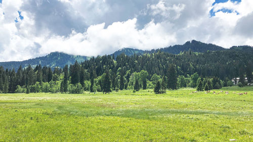 Scenic view of pine trees on field against sky