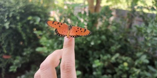 Close-up of butterfly on hand