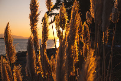 Close-up of stalks in field against sunset sky