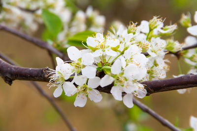 White flowered branch of plum in spring