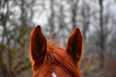 Close-up of horse against trees