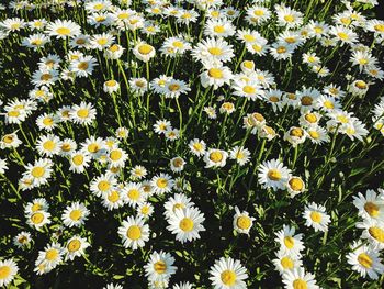 High angle view of white flowering plants on field