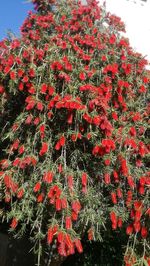 Close-up of red flowers on tree