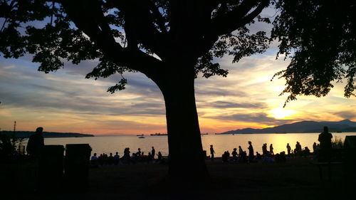 Silhouette of trees at sunset