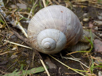 Close-up of snail