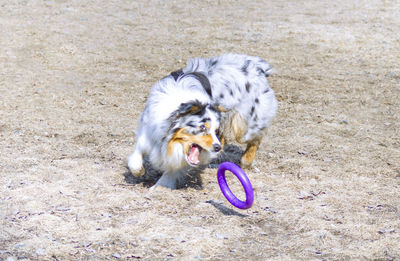 High angle view of dog playing with ball