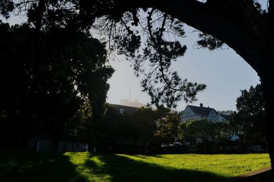 Trees growing in lawn