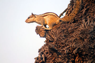 Side view of squirrel on tree trunk against clear sky