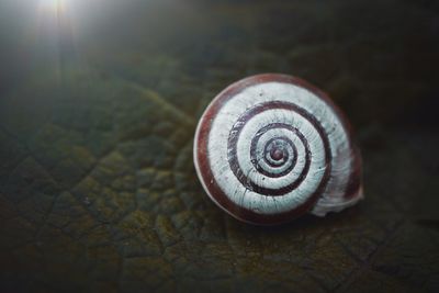 Close-up of snail