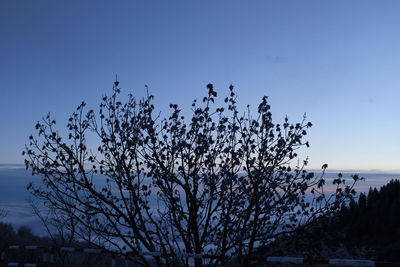 View of tree against clear sky