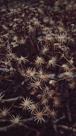 Full frame shot of plants
