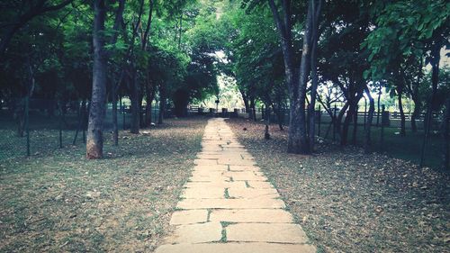 Walkway amidst trees