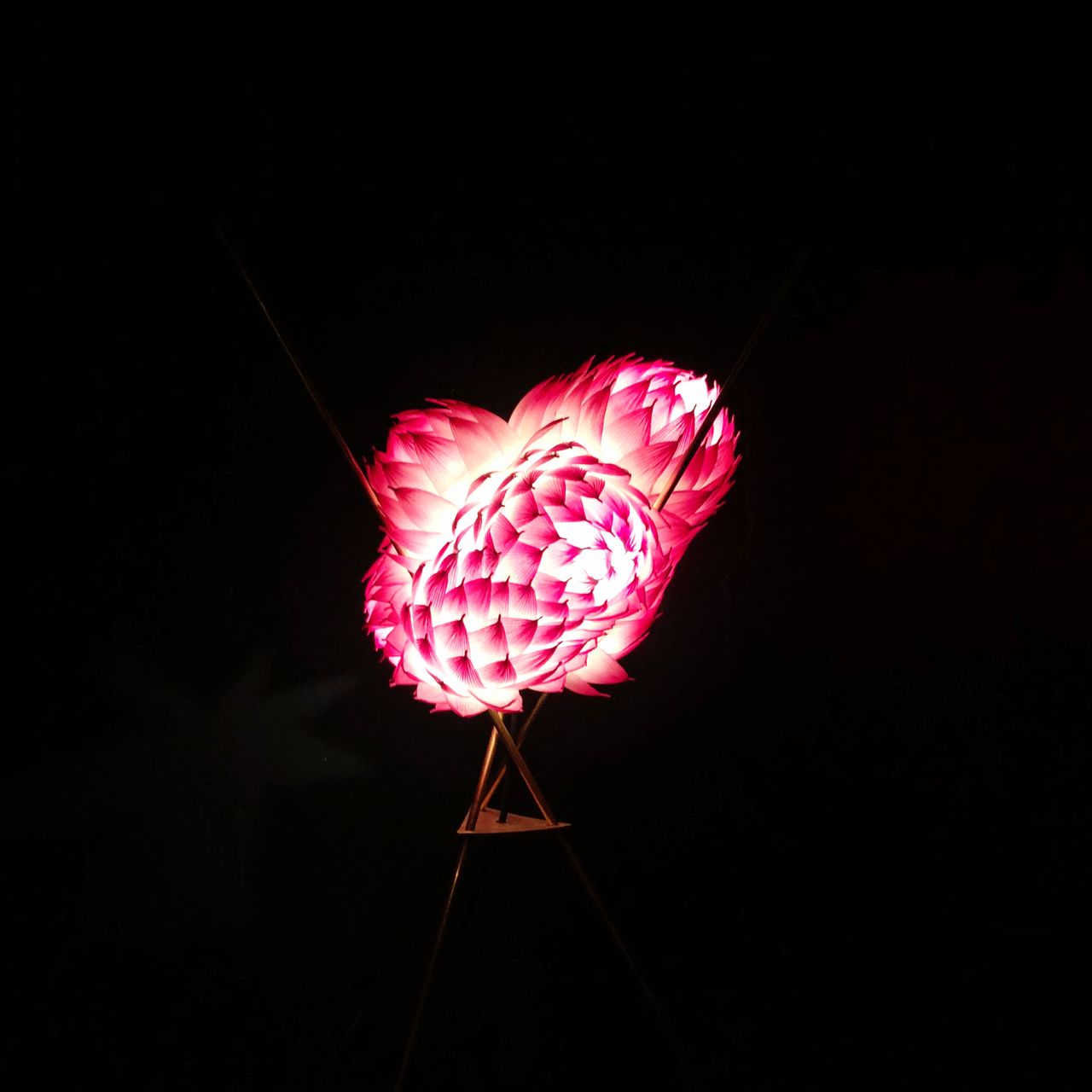 flower, petal, fragility, pink color, no people, black background, studio shot, beauty in nature, red, nature, flower head, night, freshness, outdoors, close-up, sky