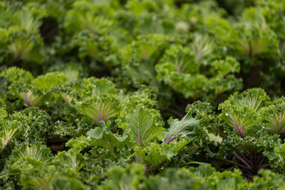 Close-up of fresh green leaves