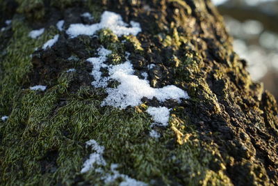 Close-up of frozen moss on rock