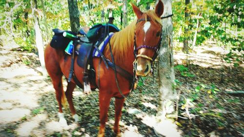 Horse standing against trees