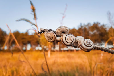 Close-up of snail on field