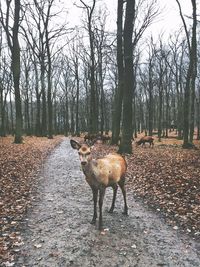 Horse standing on field against trees in forest