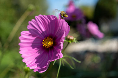 Close-up of insect on pink flower