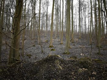 Trees growing in forest