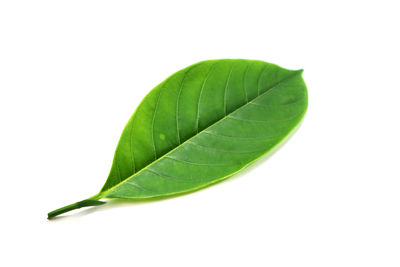 Close-up of green leaves on white background