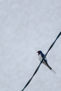 Close-up of bird perching on branch